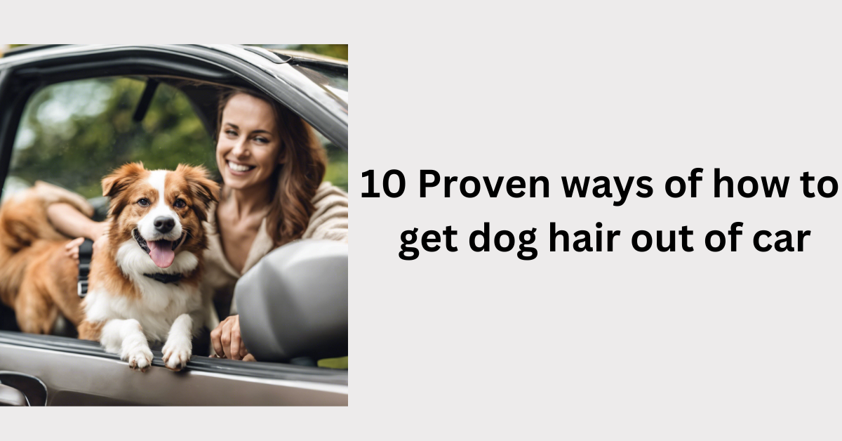 You are currently viewing 10 Proven ways of how to get dog hair out of car