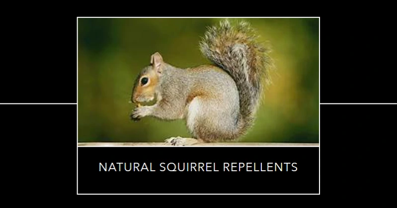 Understanding Natural Squirrel Repellents