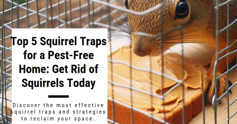 Read more about the article Squirrel Traps: Get Rid of Squirrels Today